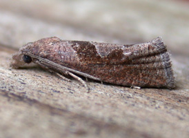 Eucosma similiana